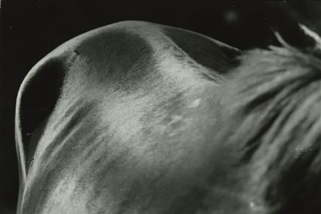 Rinaldo Prieri (1914-1999)  - Figura equina, 1956