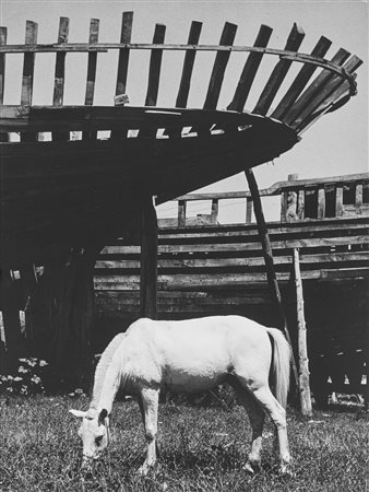 Nino Migliori (1926)  - Pascolo tranquillo, 1950s