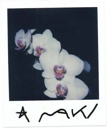 Nobuyoshi Araki, White Orchid, 2000