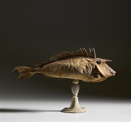  . - Pesce unicorno .