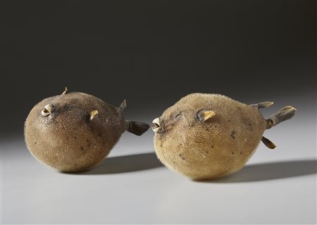  . - Coppia di pesci palla essiccati .