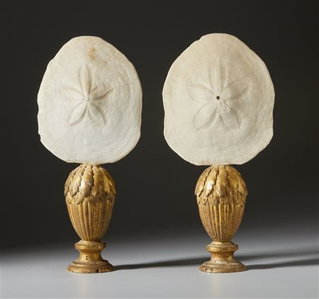  . - Coppia di ricci marini .