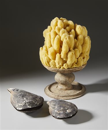  . - Spugna marina e conchiglie .