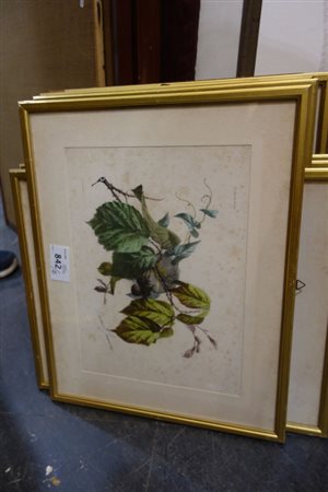 # "Studi di fiori" otto incisioni<br>cm. 32x24