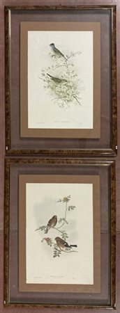 Coppia di stampe raffiguranti volatili (cm 54x37) in cornice (difetti)