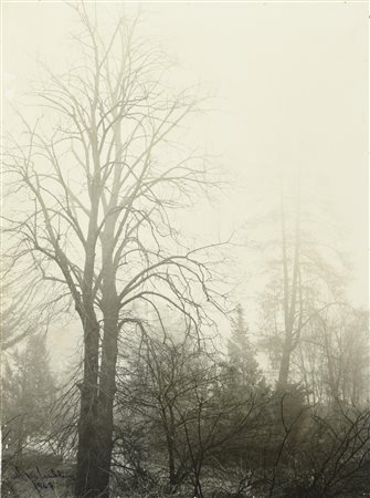 Harold Miller Null ALBERI gelatina ai sali d'argento applicata su compensato,...