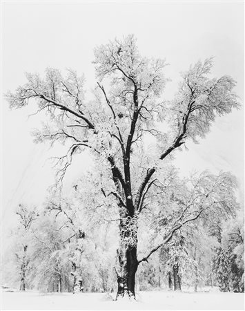 Ansel Adams (1902-1984)  - Oaktree, Snowstorm, Yosemite National Park, California, 1948