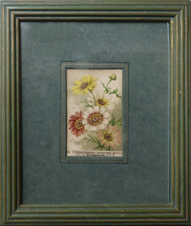 Chrysanthemum carinatum Schous, 19°  secolo