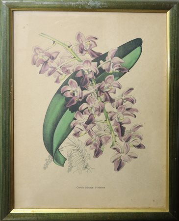 Orchis vanda violacea
