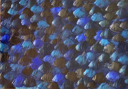 DE FILIPPI LEONIDA Milano 1969 "Anime"