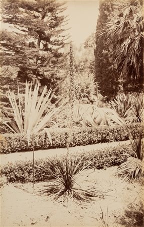 Giuseppe Incorpora (1834-1914)  - Senza titolo (Palermo, orto botanico), 1880s