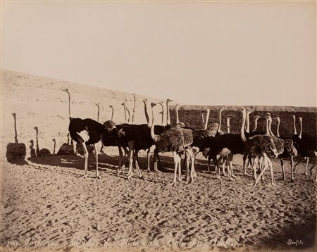 Félix Bonfils (1831-1885)  - Parc aux autruches de matareyeh ; Chadoufs pres des pyramides, 1880s