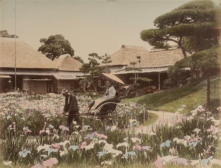 Adolfo Farsari (attribuito a) (1841-1898)  - Senza titolo (Tokyo iris), 1880s