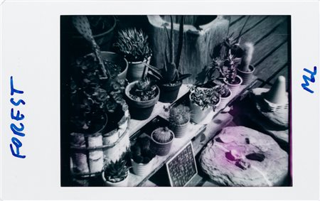 MASSIMO DE LUCA (1960) - Forest. From the banality series, 2019/2020