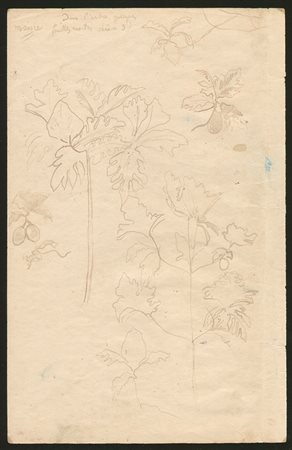 PAUL GAUGUIN (1848-1903) Studio di vacche e di una papera (recto); Studi di...