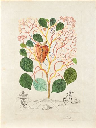 Salvador Dalì "Begonia (Anacardium recordans)" 1968
acquaforte acquatinta
foglio