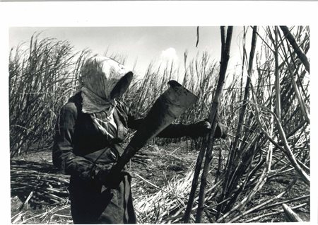 Sebastião Salgado, Brazil Sugar Cane, dalla serie “Workers”