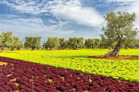 Francesco Loliva, Campo di Lolli