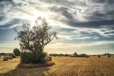 Francesco Loliva, Costa Ripagnola