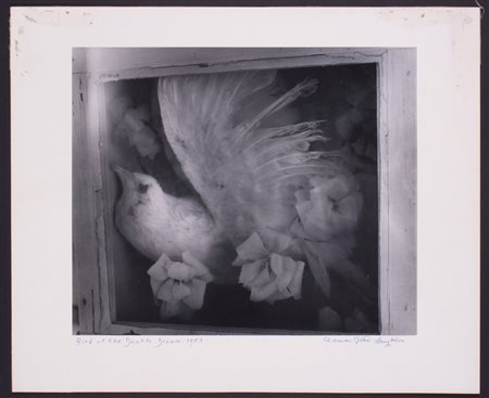 CLARENS JOHN LAUGHLIN. "BIRD OF THE DEATH DREAM: 1953"