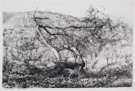 BARBISAN GIOVANNI Treviso 1914 - 1988 Combai (Castagno caduto) 1978...