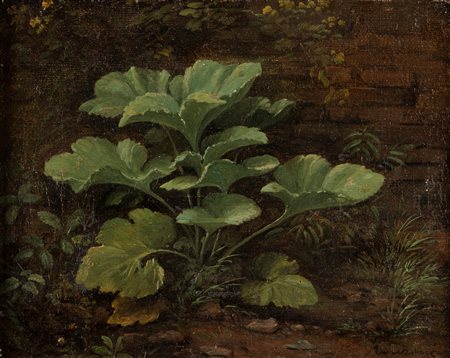 Pietro Ronzoni (Sedrina 1781-Bergamo 1862)  - Piante spontanee