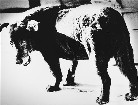 Daido Moriyama (1938)  - Stray Dog. Misawa, 1971
