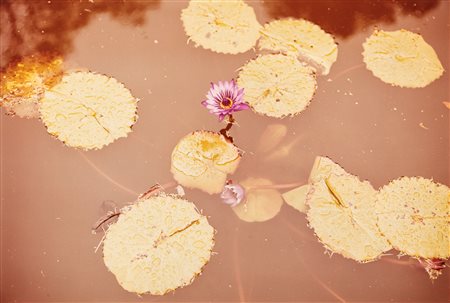 William Eggleston (1939)  - Floral and tree studies from «Along the 30th Parallel», 1970s