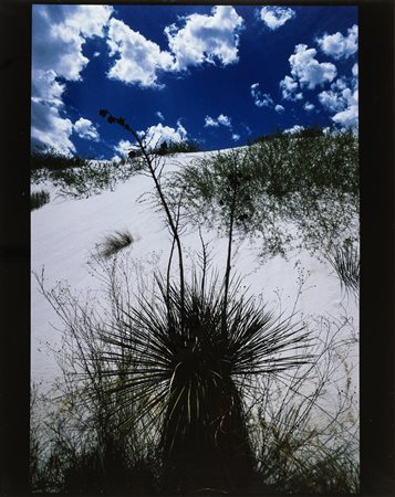 Lucien Clergue (1934-2014)  - Yuccas, White Sands, 1985