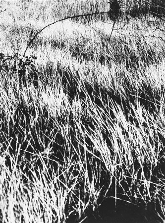 Mario Giacomelli (1925-2000)  - Presa di coscienza sulla natura, 1975/1985