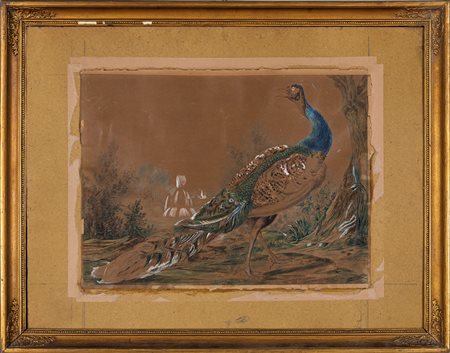 Scuola Europea del XIX secolo, metà del XIX secolo Pavone Acquarello su...