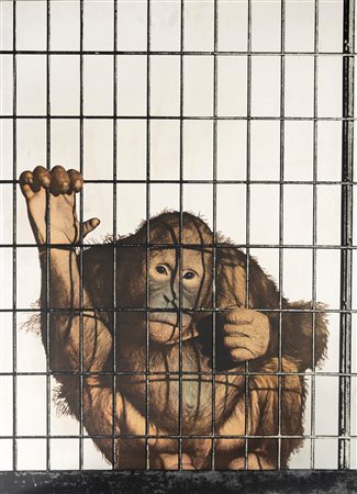 Michelangelo Pistoletto (Biella 1933)  - Scimmia, 1972