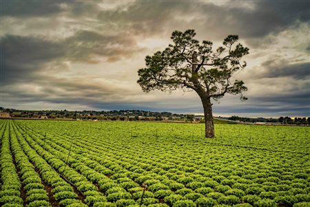 Francesco Loliva, Campo di Lolli