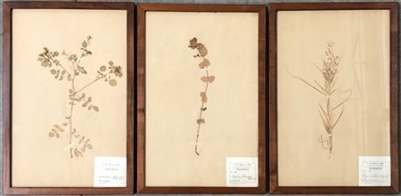 G.B. Paravia "Botanica" gruppo di tre composizioni. In cornice (difetti)
