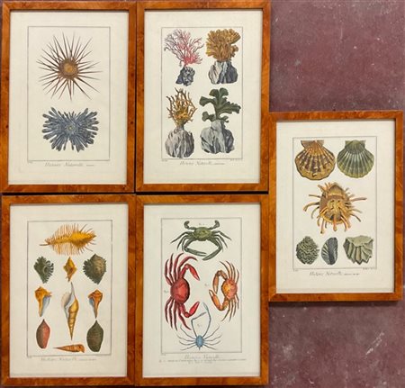 Gruppo di cinque stampe a colori della serie "storia naturale" raffiguranti con