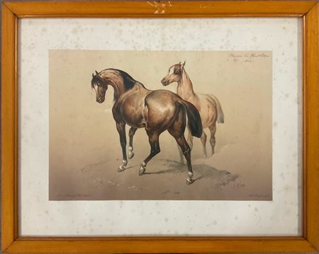 Becquet Freres, secolo XIX. Gruppo di quattro litografie raffiguranti razze equ