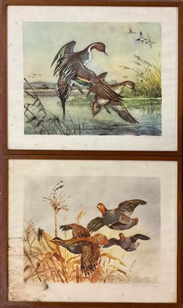 Gruppo di sette litografie raffiguranti volatili e scene di caccia (cm 71x60) i