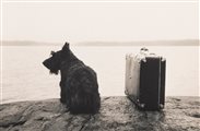 Kristoffer Albrecht (1961)  - Dog with suitcase, 1982