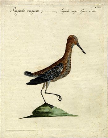 Saverio Manetti, Tre tavole ornitologiche. 1767-1776.