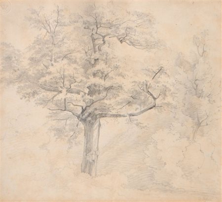 Tina Blau (Wien/Vienna 1854 - 1916) Studio di albero;Matita, 27,3 x 30 cm...