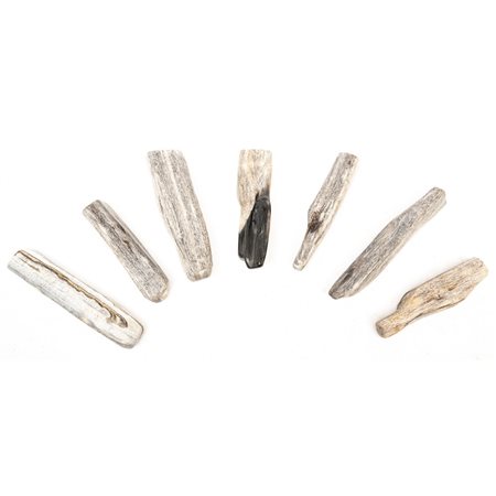 CACHEPOT, con sette rami in alberi fossilizzati.