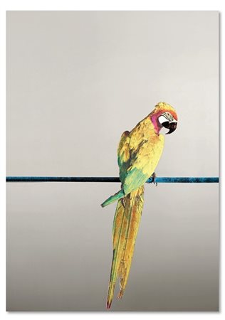 Michelangelo Pistoletto "Pappagallo" 1971
serigrafia a colori su lastra in accia