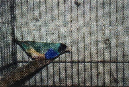 ALESSANDRA SPRANZI
Vendesi #208, 2013