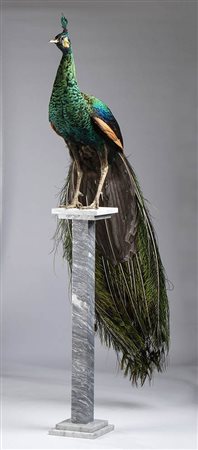 Pavone su piedistallo