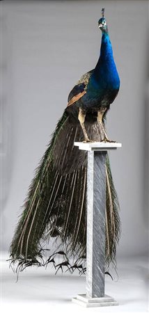 Pavone su piedistallo