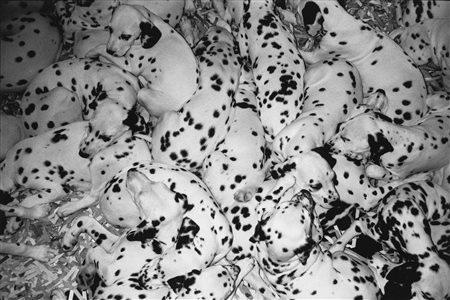 Giorgio Colombo (1945)  - Senza titolo (Dalmata), 1992