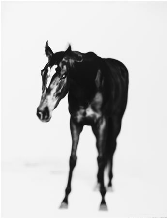 Marco Delogu (1960)  - Uva rara, 2000s