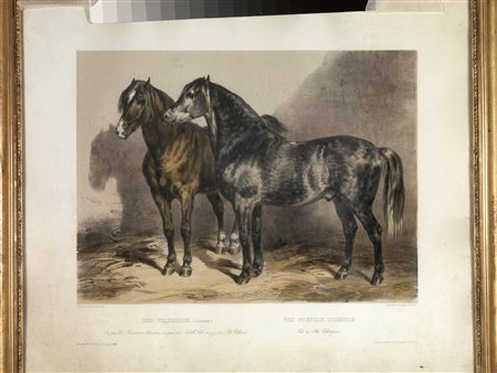 Scuola francese, metÃ sec. XIXcinque stampe colorate raffiguranti cavalli,...