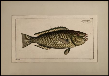 Marcus Elieser Bloch (1723-1799) Scarus viridis, Pesce pappagallo / Scorpaena...