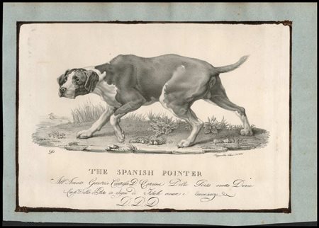 The Spanish Pointer Litografia, 215 x 313 mm (foglio); 255 x 365 mm (con...